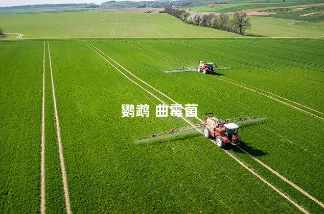 鹦鹉 曲霉菌